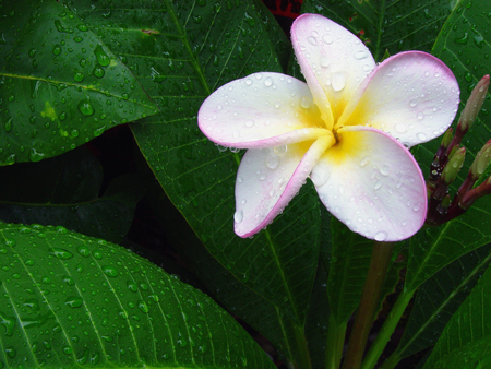 Hawaiian Plumeria - hawaiian, lovely, plumeria, flower