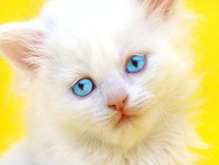 Soft Kittie for Sawnoff (Patsy) - kittie, blue, soft, eyes, gift