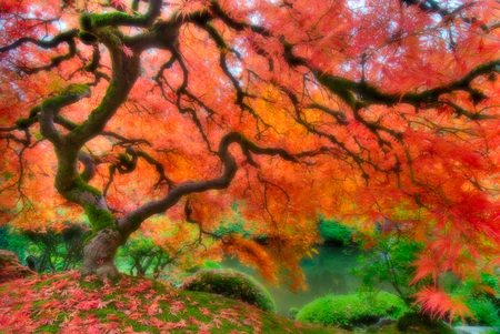 Magical Color Tree - marple tree, magical, red, japanese garden