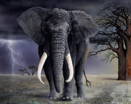 Long Tusks - storm, clouds, tree, ground, tusks, elephant, lightning, sky, animals