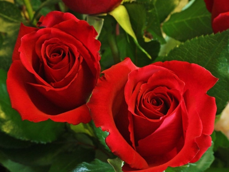 Beautiful red roses - roses, red roses, love, romantic