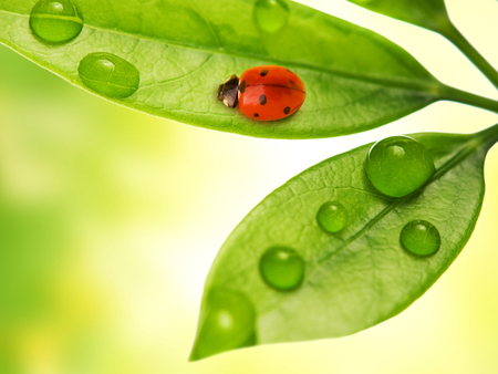 alone - beauty, red, bug, green, leaf