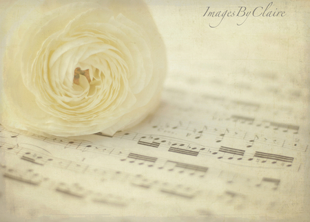 Sweet Symphony - white, rose, sweet, symhony, still life