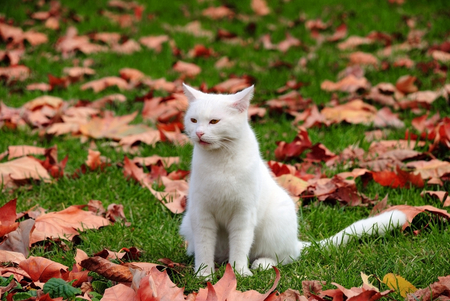 Autumn leaves - leaves, cute, white cat, autumn