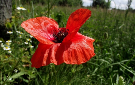 Flowers - nature, flowers, other, beautiful