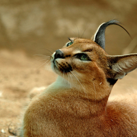 Caracal cat