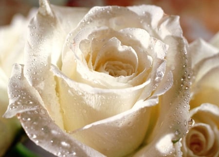 Beautiful rose - nature, rose, flower, beautiful