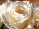 Beautiful rose