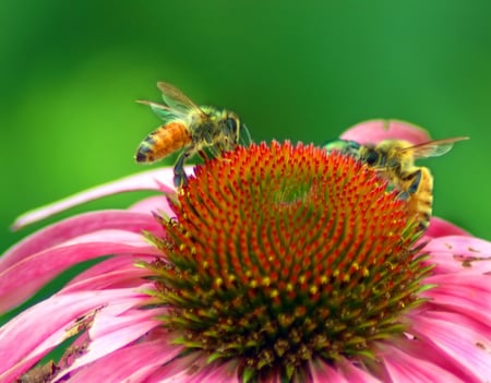 team work - work, bee, nature, macro, flower