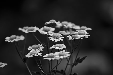 white_flowers - white, nature, 3d, flowers, black