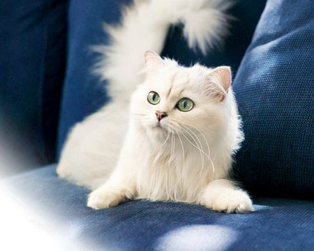 White Angora Cat - white, cat, animals