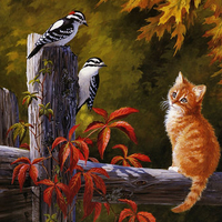 Red Tabby and Woodpeckers