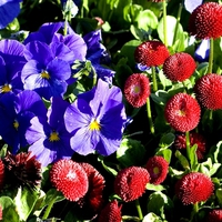 Pansy and English Dasies