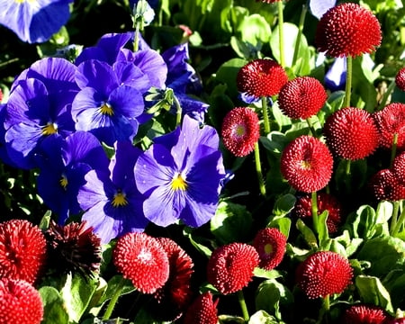 Pansy and English Dasies - photograph, flowers, nature, summer, daisy, pansy, spring