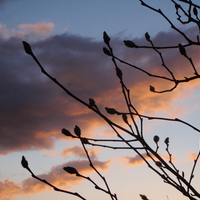 stormy tree