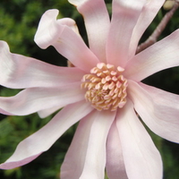 magnolia closeup