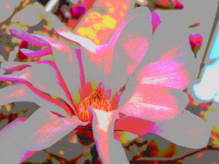 crazy flower - crazy, colorful, magnolia, flower, pink