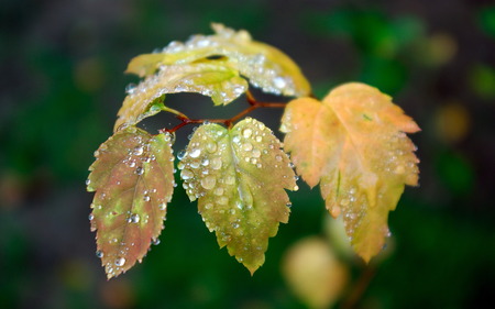 Feel fresh. - nature, water, leaf