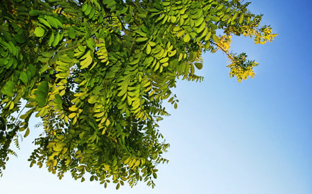 Reborn - flower, tree, reborn, bloom