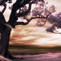 Purpel trees on Lakeside