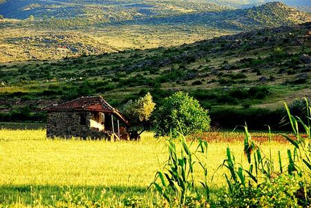 manisa field - nature