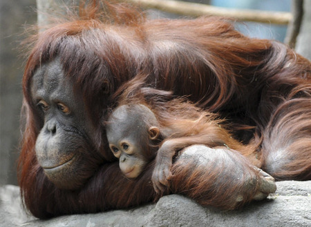 Una nueva esperanza - orangutan, animals