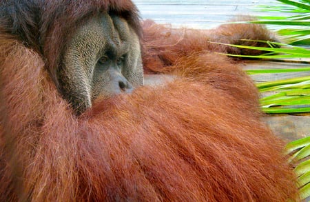 Thinkin... - orangutan, animals