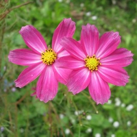 pink flower