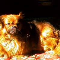 pekingese