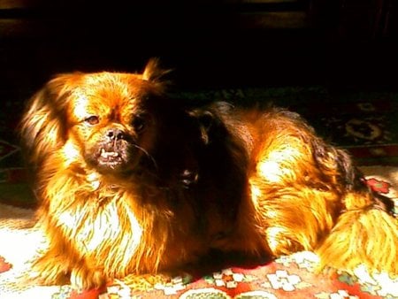 pekingese - pekingese-dog-my dog