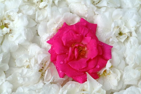 Rose bed. - roses, flowers, white, pink