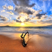 Drift Wood On Beach