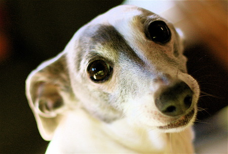 Italian Greyhound - dog, italian greyhound