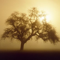 Tree In Fog !!!