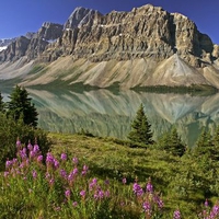 Bow Lake and Flowers, Banff National Park, Alberta, Canada