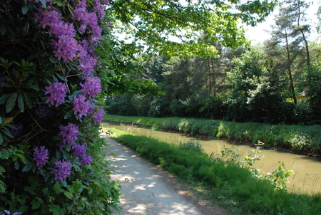 Flowers on a small river. - peaceful, river, flowers, small, country