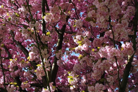 Flower dream. - blossem, tree, cherry, beautiful