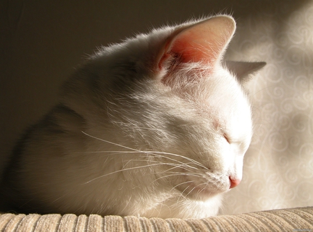 Relaxing - white cat, white, relaxing, cute, adorable, cat, kitty