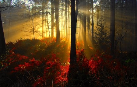 AUTUMN MORNING LIGHT - morning, autumn, sunshine, trees, forest, leaves, flowers, sunrays