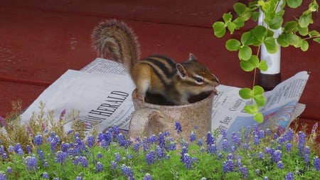 Chipmunk in a Cup - newspaper, vine, squirrel, coffee cup, firefox persona, lavender, mug, chipmunk