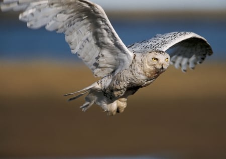 Owls - bird, owls, animal, beautiful