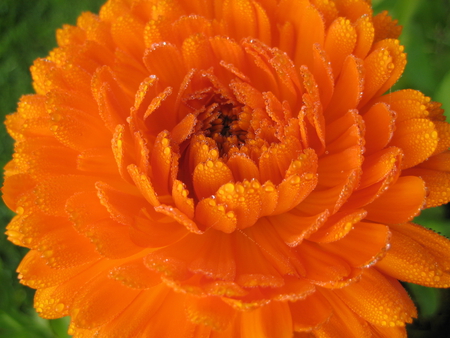 Orange flower - yellow, orange, rain, garden