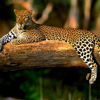 RELAXING LEOPARD