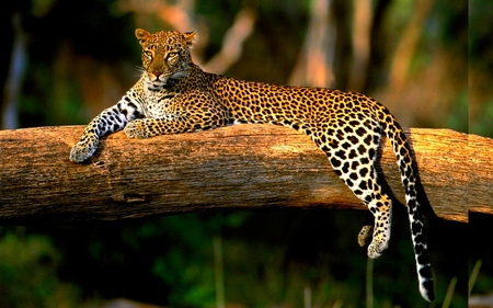 RELAXING LEOPARD - relax, leopard, branch, spots, tree, cat