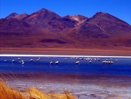 Mountain View - birds, blue, view, lake, mountain