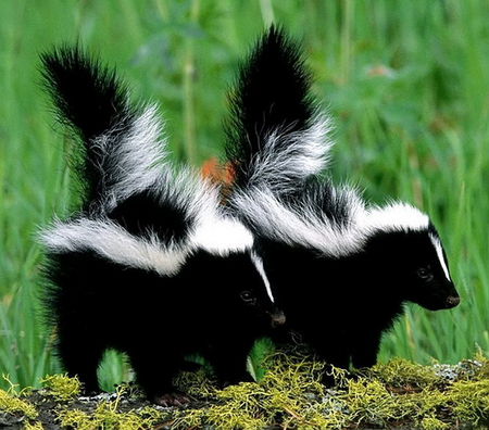 Two little stinkers - two, skunks, striped, black and white, babies