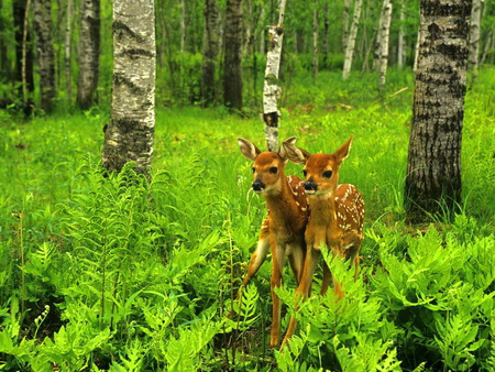 Deer little twins - trees, spotted, twins, brown and white, green, deer, fawns, forest