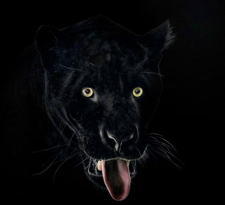 Panther - panther, black panther, green eyes, black background, cat