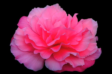 Shocking pink - bright, black background, rose, pink