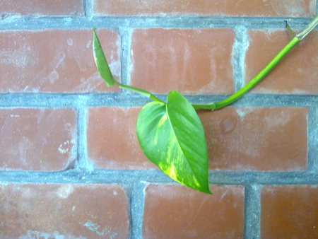 Tiny little fellow - tiny, camera, leaf, new, little